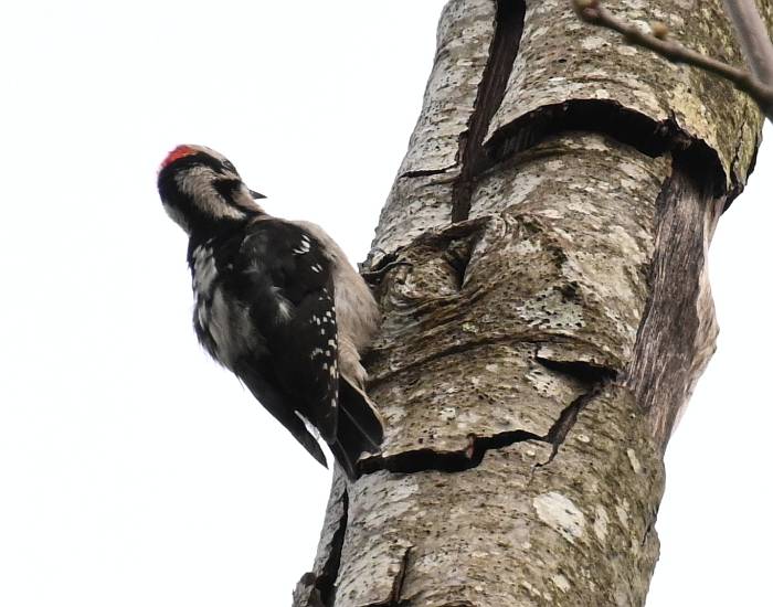 Downy Woodpecker Byrne Creek Burnaby BC