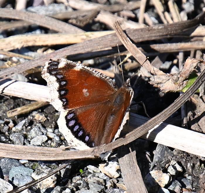 Mourning Cloak butterfly Still Creek Burnaby BC