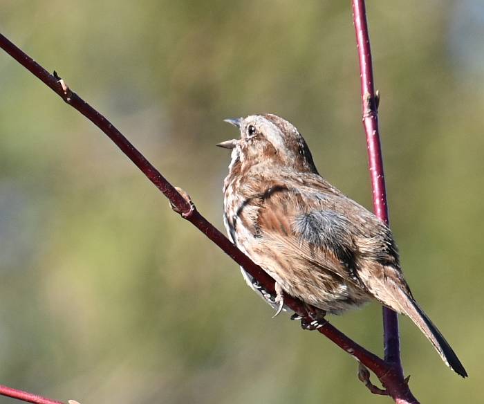 Singing Sparrow Still Creek Burnaby BC