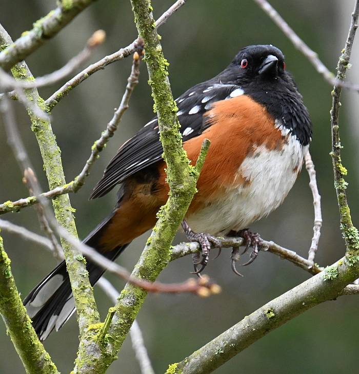 Spotted Towhee Byrne Creek Burnaby BC