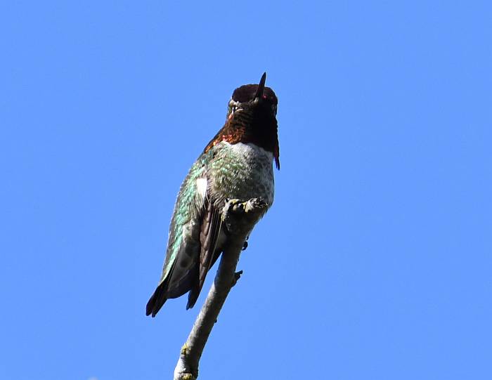 Anna's Hummingbird Fraser Foreshore Park Burnaby BC
