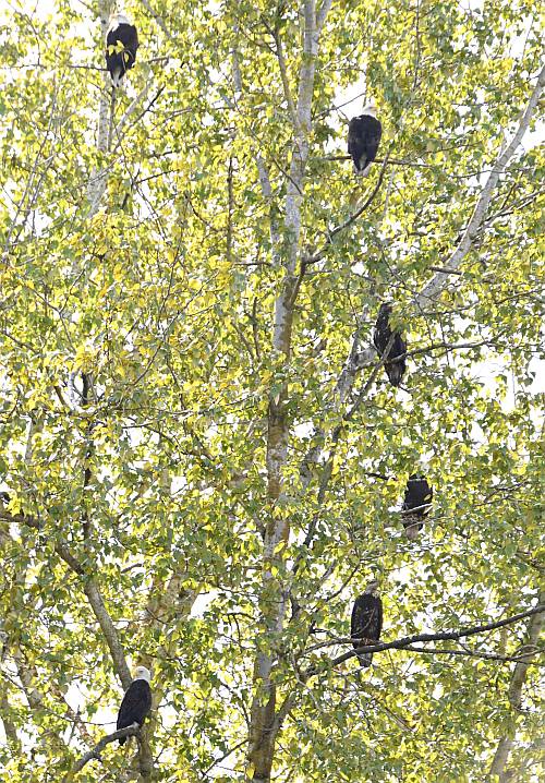 Bald Eagles at North 40 Park Reserve in Delta, BC