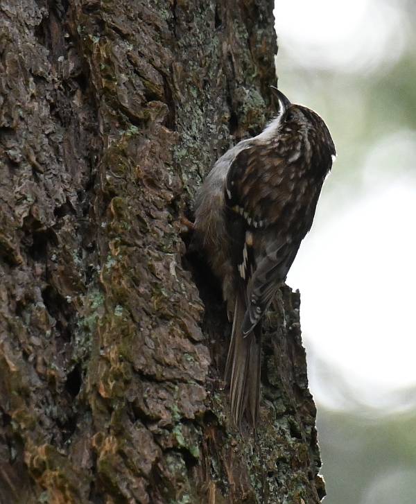 Brown Creeper in Ron McLean Park in Burnaby, BC