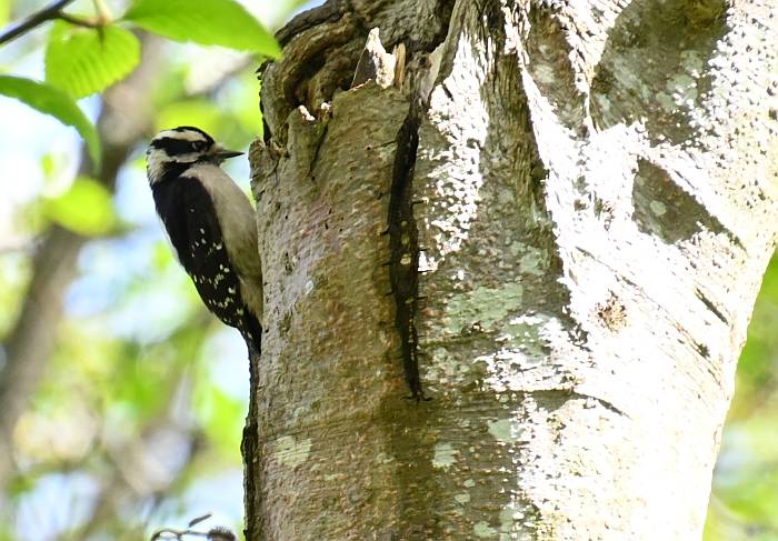 Downy Woodpecker at South Arm Marshes in Delta, BC