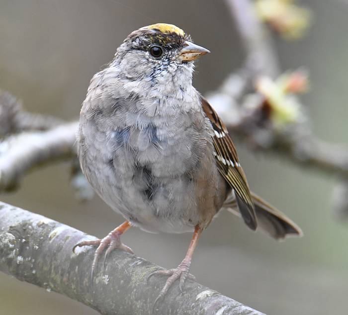Golden-crowned Sparrow Historic Stewart Farm Surrey BC
