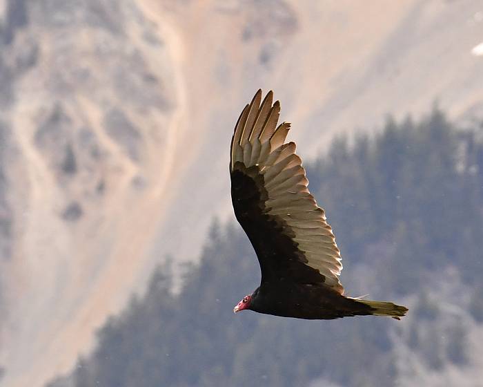 Turkey Vulture Pemberton Valley Road Pemberont BC