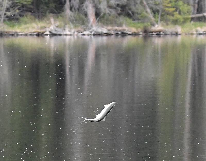 Trout jumping in Lac le Jeune