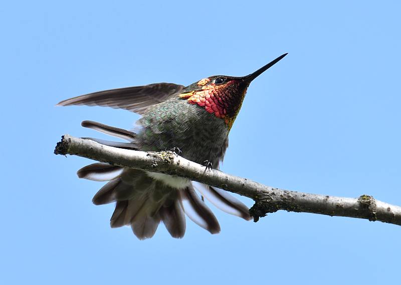 anna's hummingbird fraser foreshore park burnaby bc