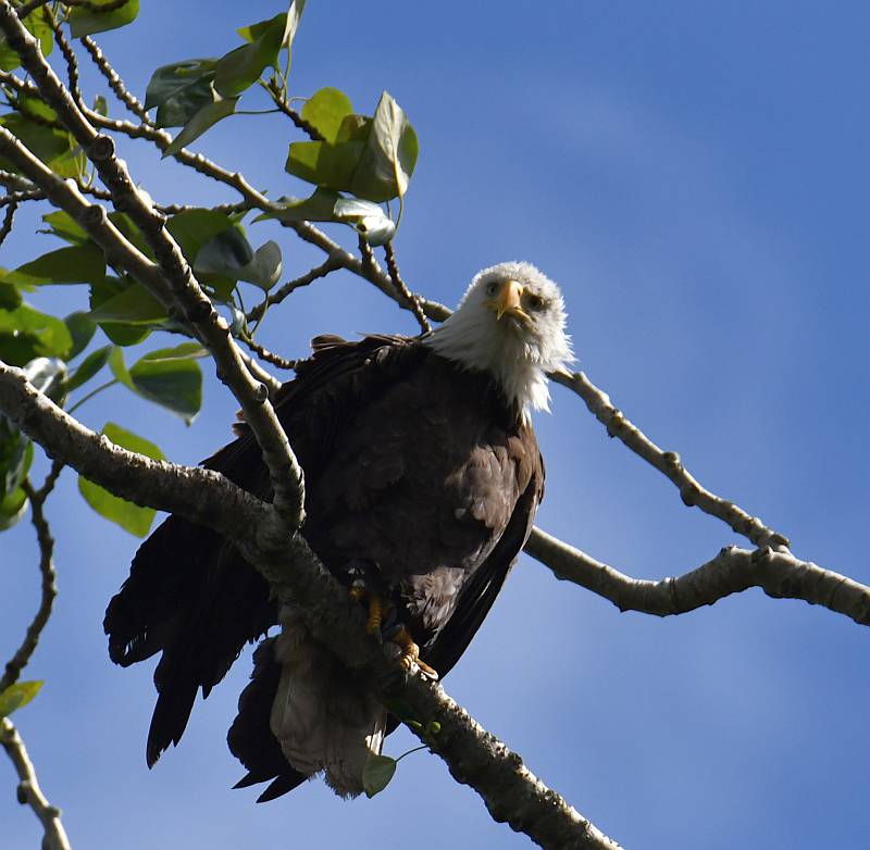 bald eagle fraser foreshore park burnaby bc