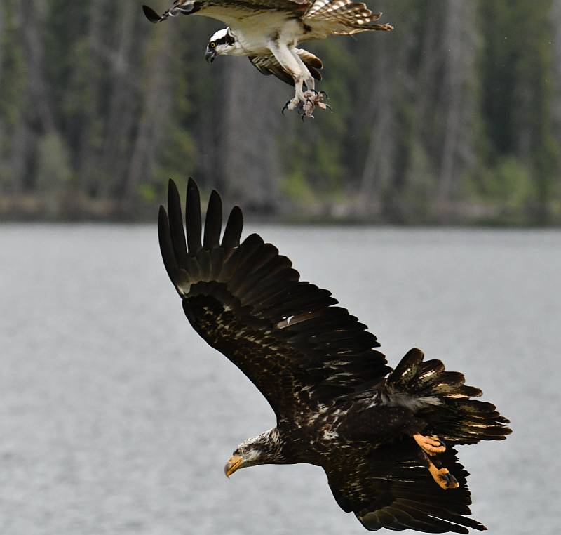 Bald Eagle chases Osprey with fish