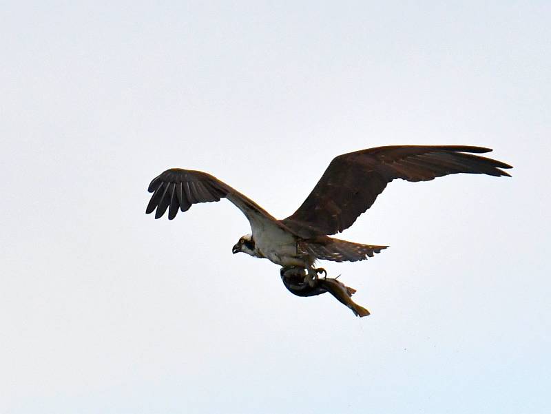 Osprey catches fish at Lac le Jeune BC