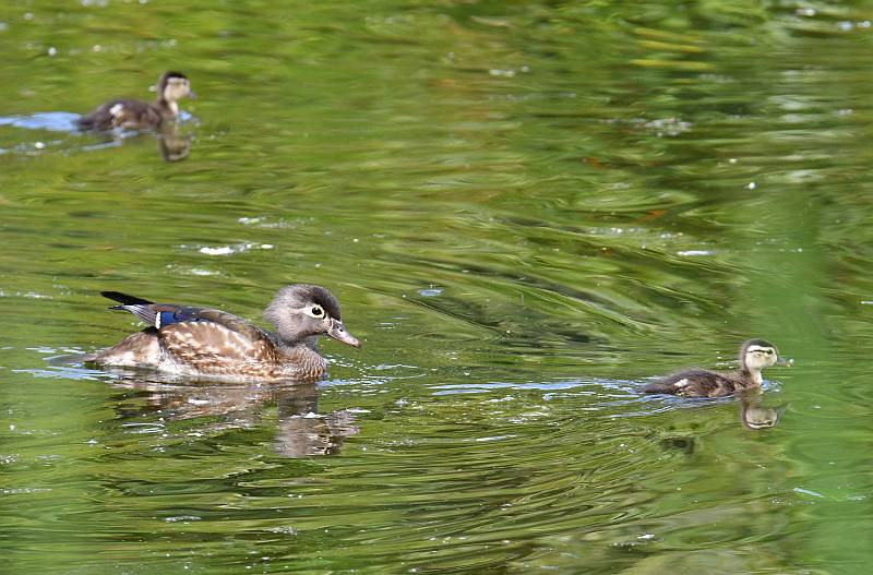 Female Wood Duck with duckling Fraser Foreshore Park Burnaby BC