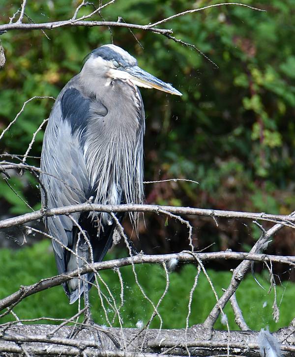 great blue heron fraser foreshore park burnaby bc