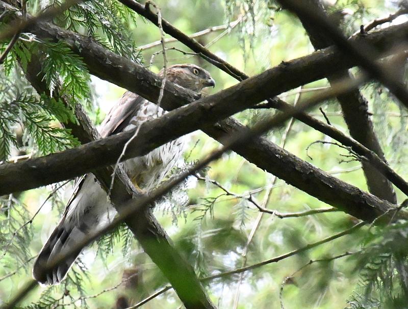 hawk in byrne creek ravine park burnaby bc