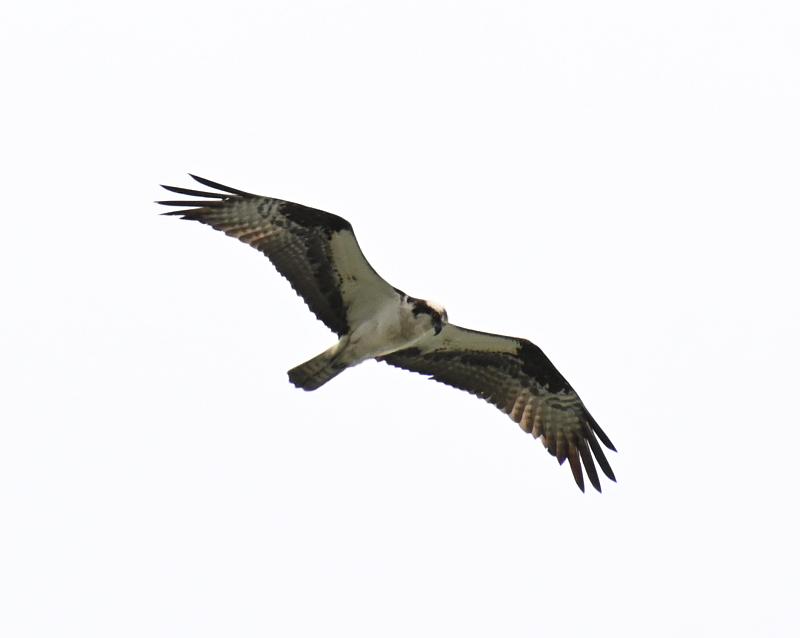 osprey over fraser river new westminster bc