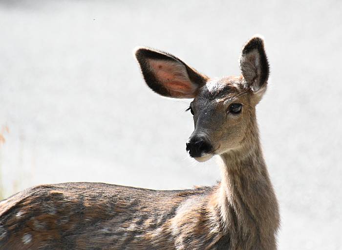 deer Manning Park BC