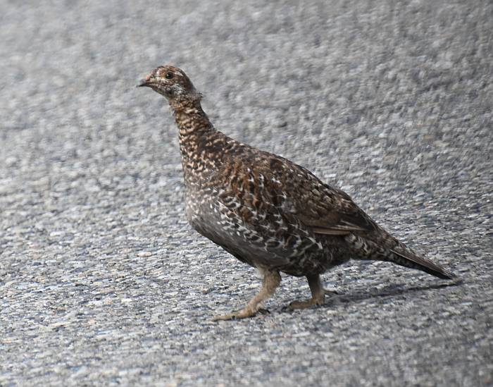 Grouse Manning Park BC