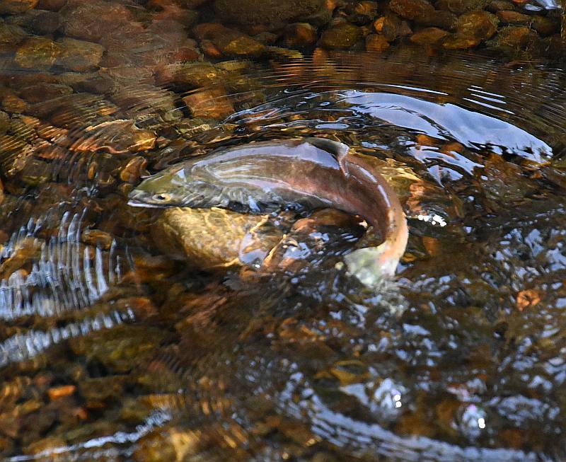 kokanee spawning mission creek kelowna bc