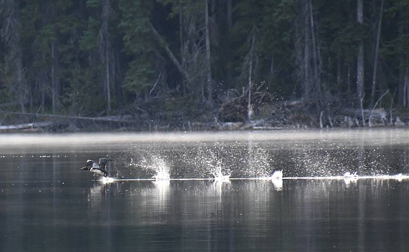 Common Loon taking off at Lac le Jeune BC