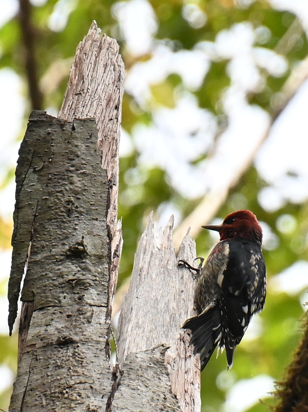 red-breasted sapsucker alice lake bc