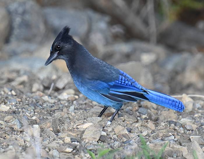 Steller's Jay Manning Park BC