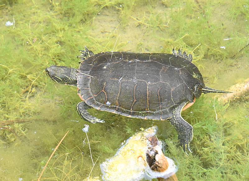 western painted turtle kelowna bc