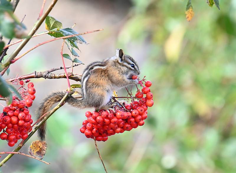 yellow-pine chipmunk manning park bc