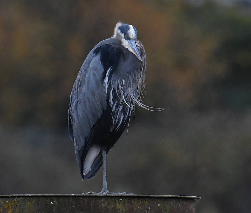 Great Blue Heron Fraser Foreshore Park autumn colours