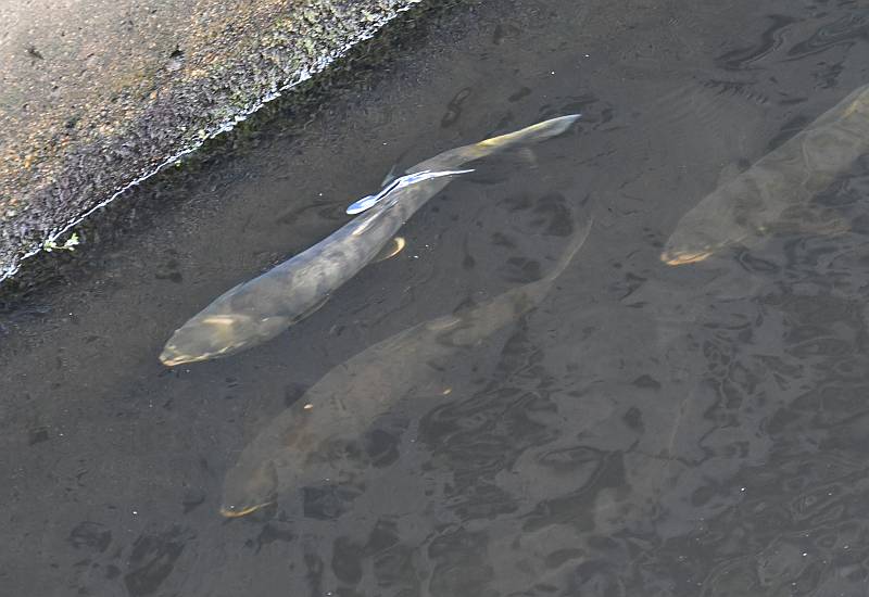 chum salmon cariboo dam burnaby bc