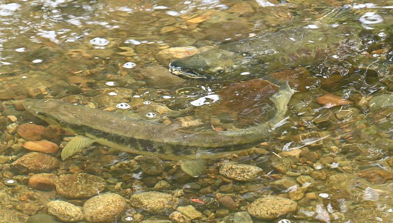 Chum salmon spawning in Byrne Creek in Burnaby BC