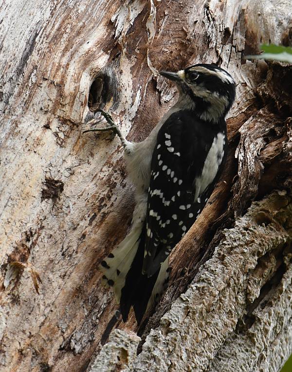 Downy Woodpecker at Fraser Foreshore Park in Burnaby, BC