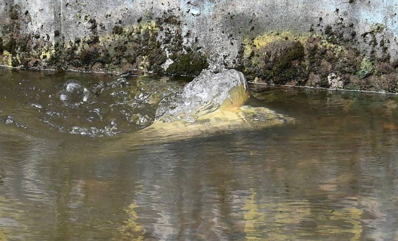 chum salmon spawning in Byrne Creek in Burnaby, BC