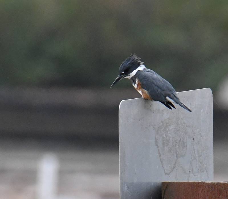 Kingfisher at Foreshore Park in Burnaby, BC