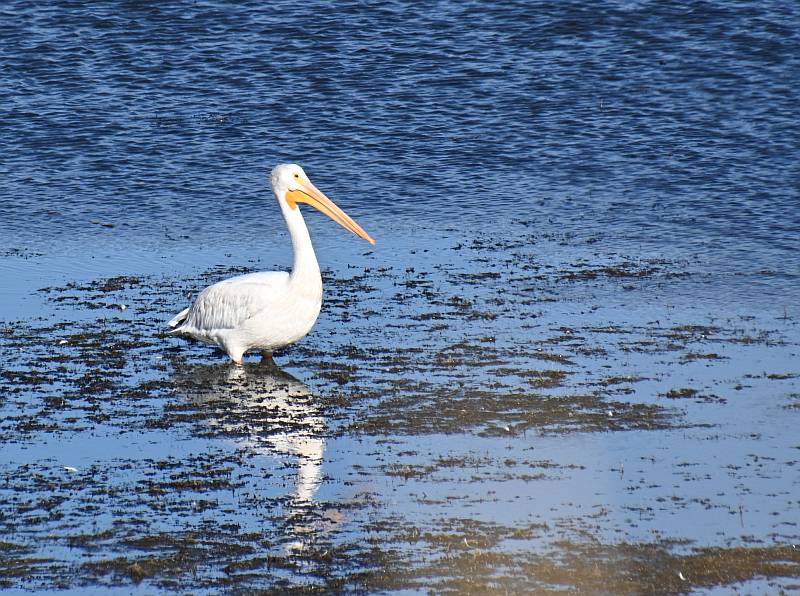 Pelican in BC