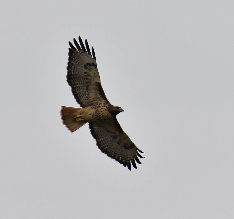 Red-tailed Hawk at Foreshore Park in Burnaby, BC