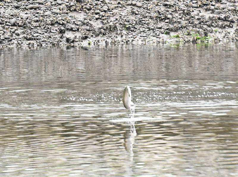 Chinook Salmon jumping in Nicomekl Rvier, Surrey, BC