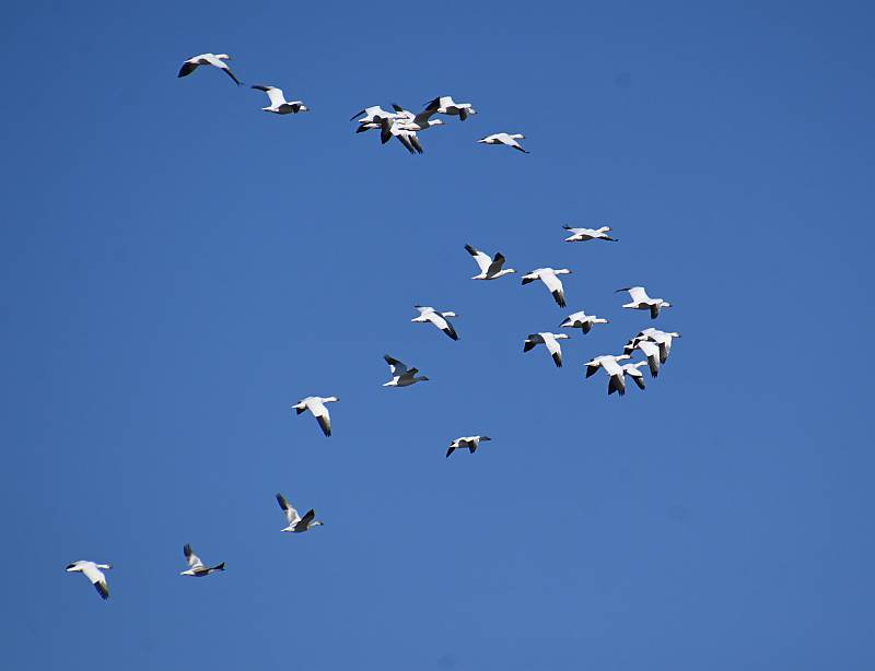 Snow Geese in BC