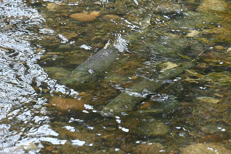 Chum salmon spawning in Byrne Creek in Burnaby, BC