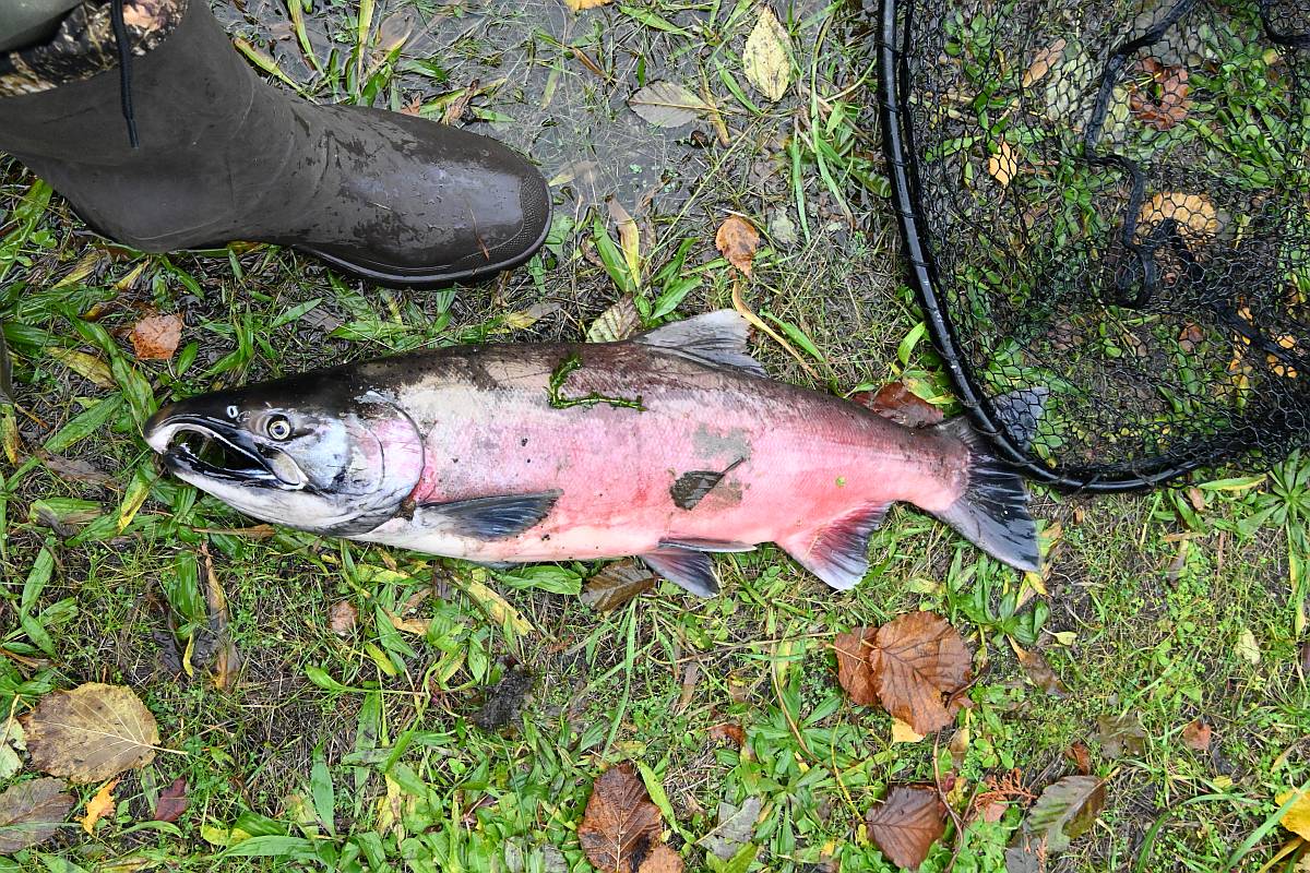 Male Coho salmon Byrne Creek Burnaby, BC