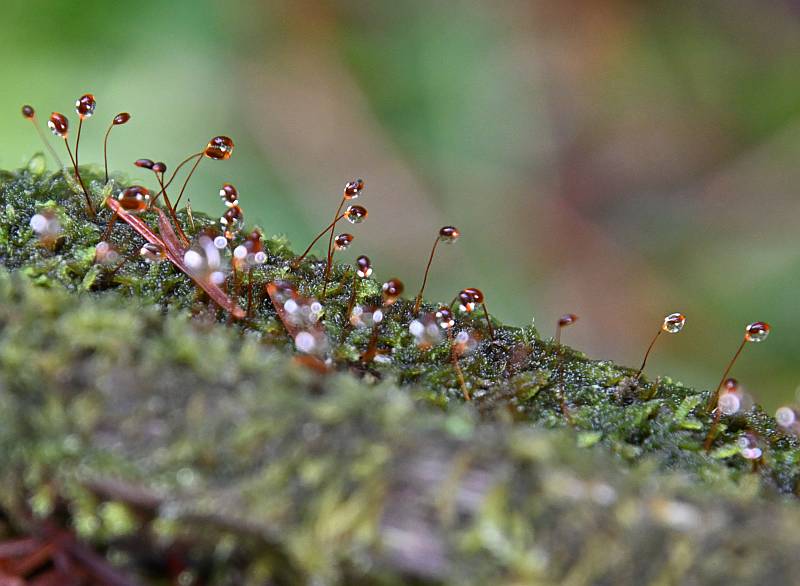 Nature photos from Rice Lake in North Vancouver, BC