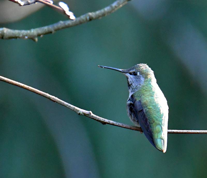 Anna's Hummingbird in Burnaby, BC