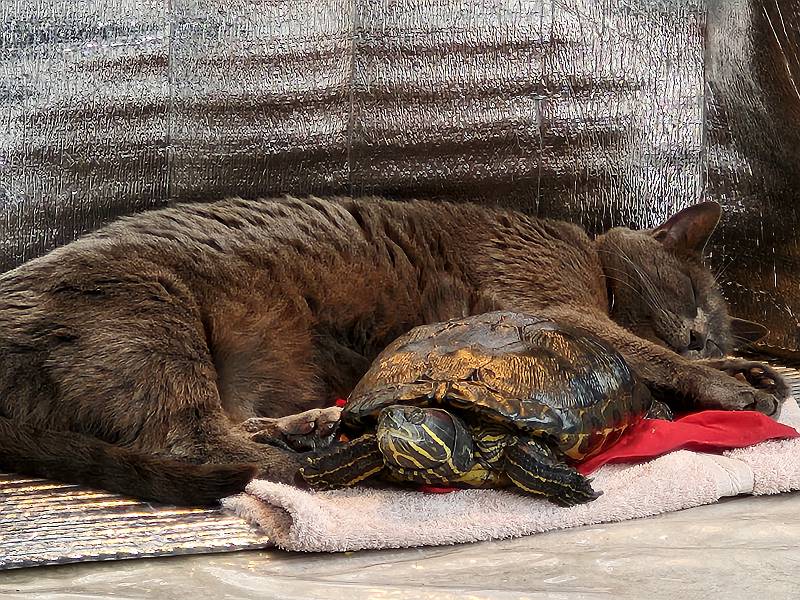 Sora the Cat and Midori the Turtle