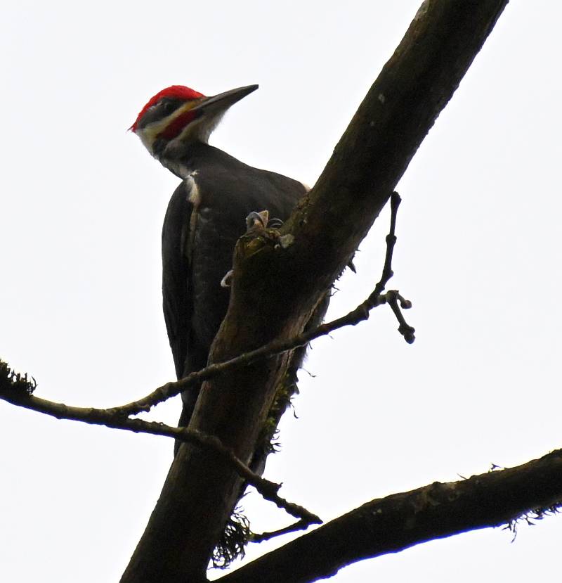 Pileated Woodpecker Burnaby BC