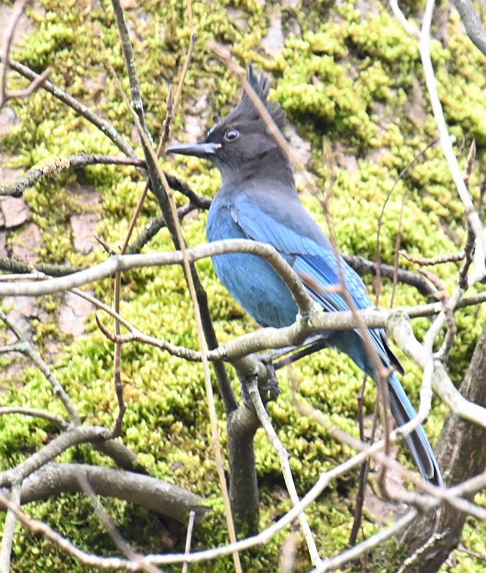 Steller's Jay Burnaby BC