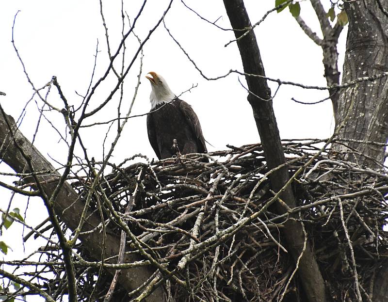 Bald Eagle on nest at Fraser Foreshore Park in Burnaby, BC