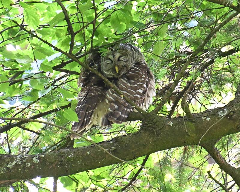 Sleepy looking Barred Owl in south Burnaby, BC. 