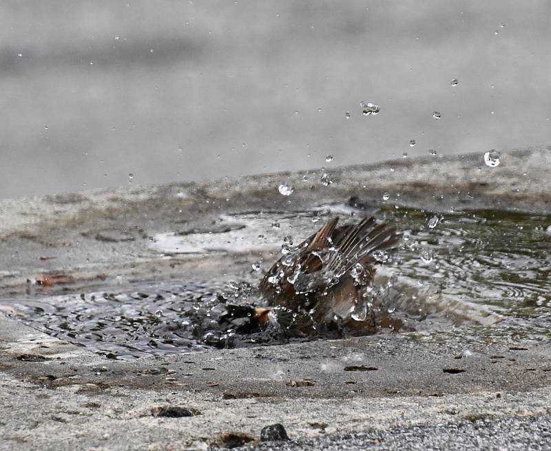 Bathing White-Crowned Sparrow at Fraser Foreshore Park in Burnaby, BC