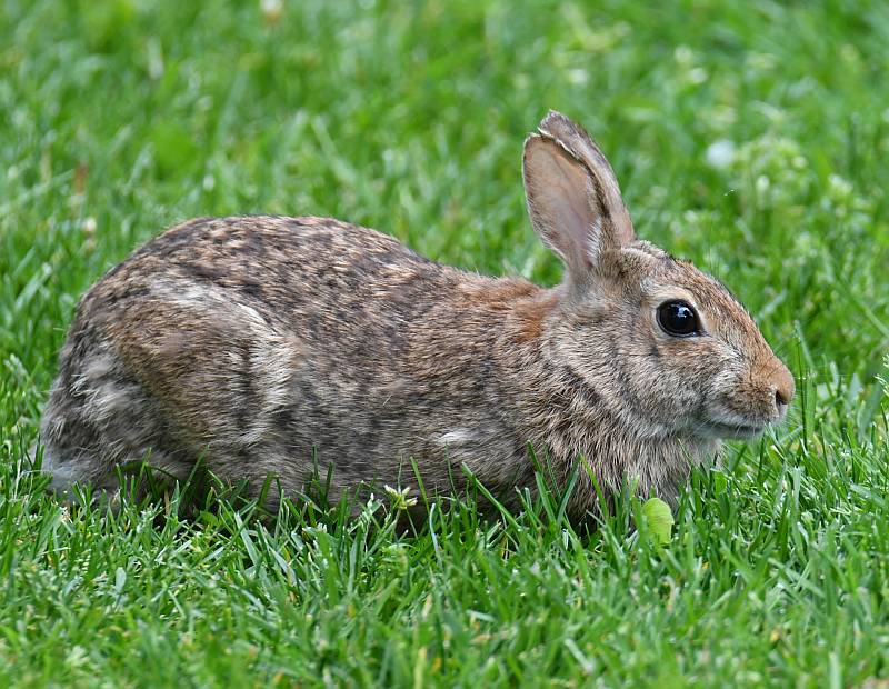 bunnies and hawk at historic stewart farm in surrey bc