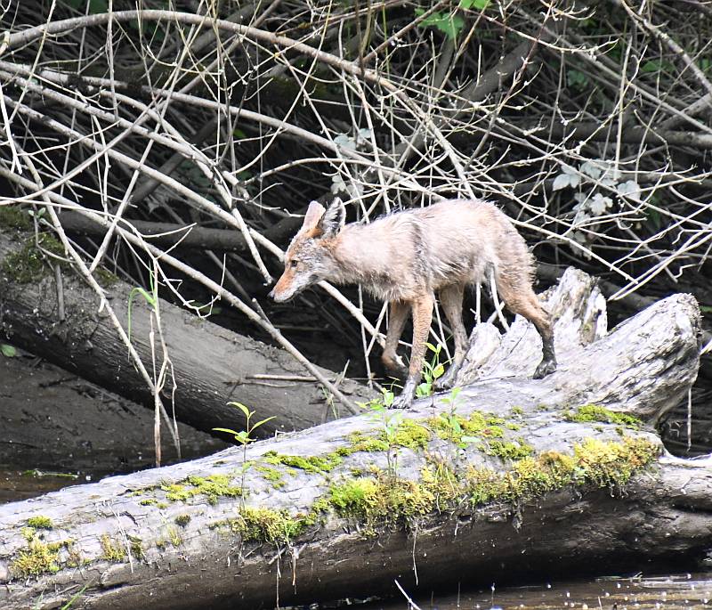 Coyote at Fraser Foreshore Park in Burnaby, BC