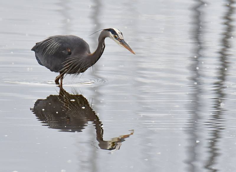 great blue herons fishing at elgin heritage park in surrey bc